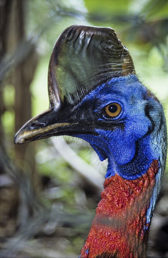 Portrait of a Cassowary Bird, Papua New Guinea, Oceania
