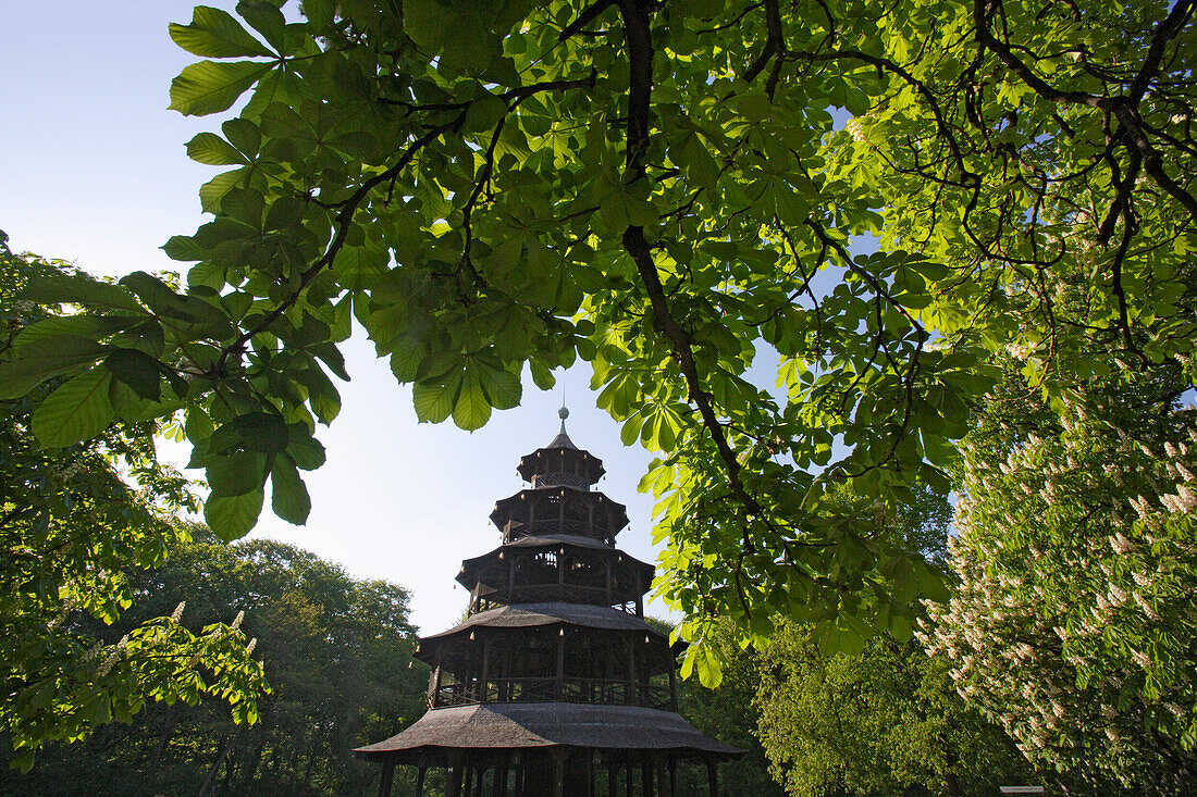 Der chinesische Turm im Englischen Garten inmitten hoher Kastanienbäume, München, Bayern, Deutschland