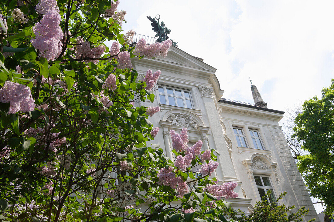 Lilacs blooming in front of an old mansion at Schackstrasse, Maxvorstadt, Munich, Bavaria, Germany