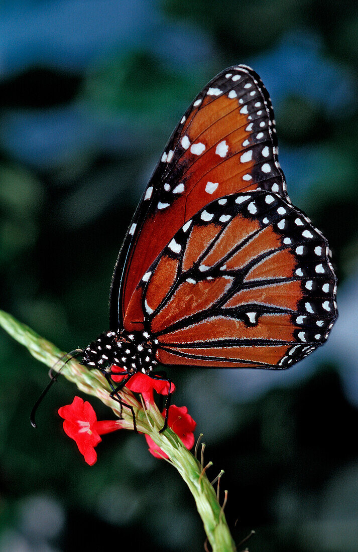 Monarchfalter, Danaus eresimus, Brasilien