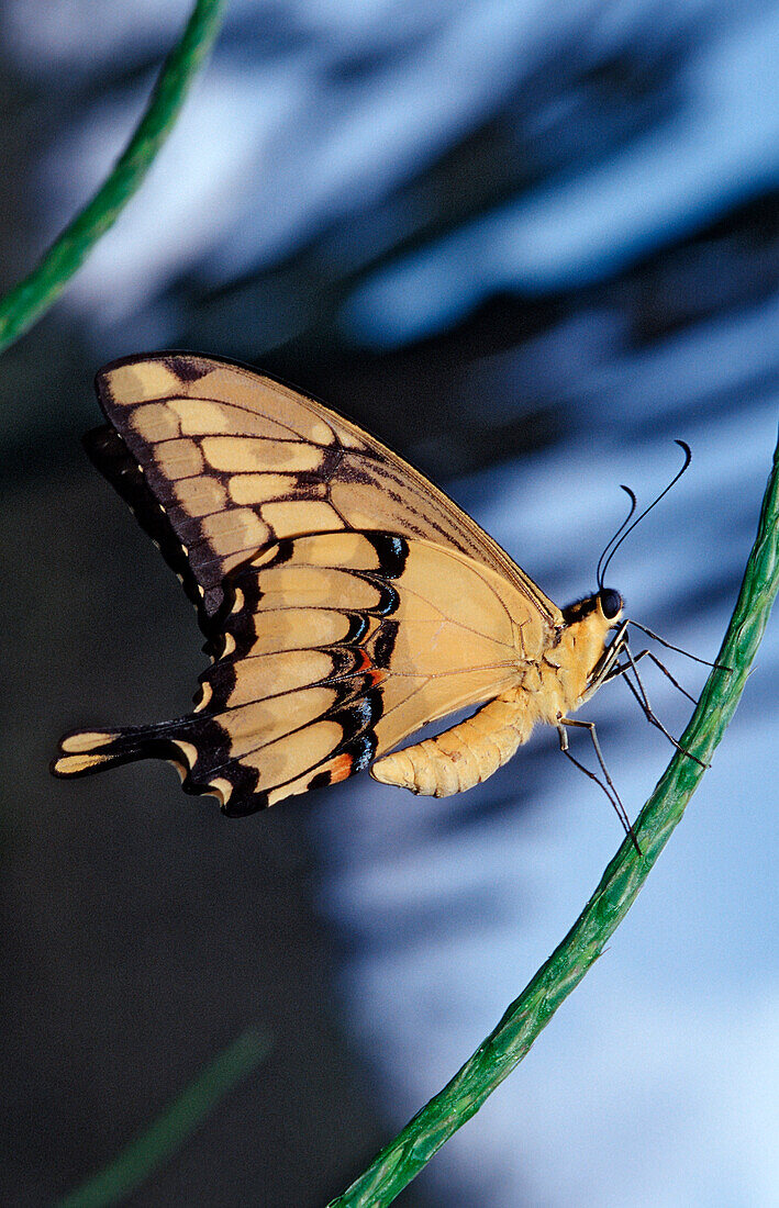 Thoas Swallowtail, Papilio thoas, Bras