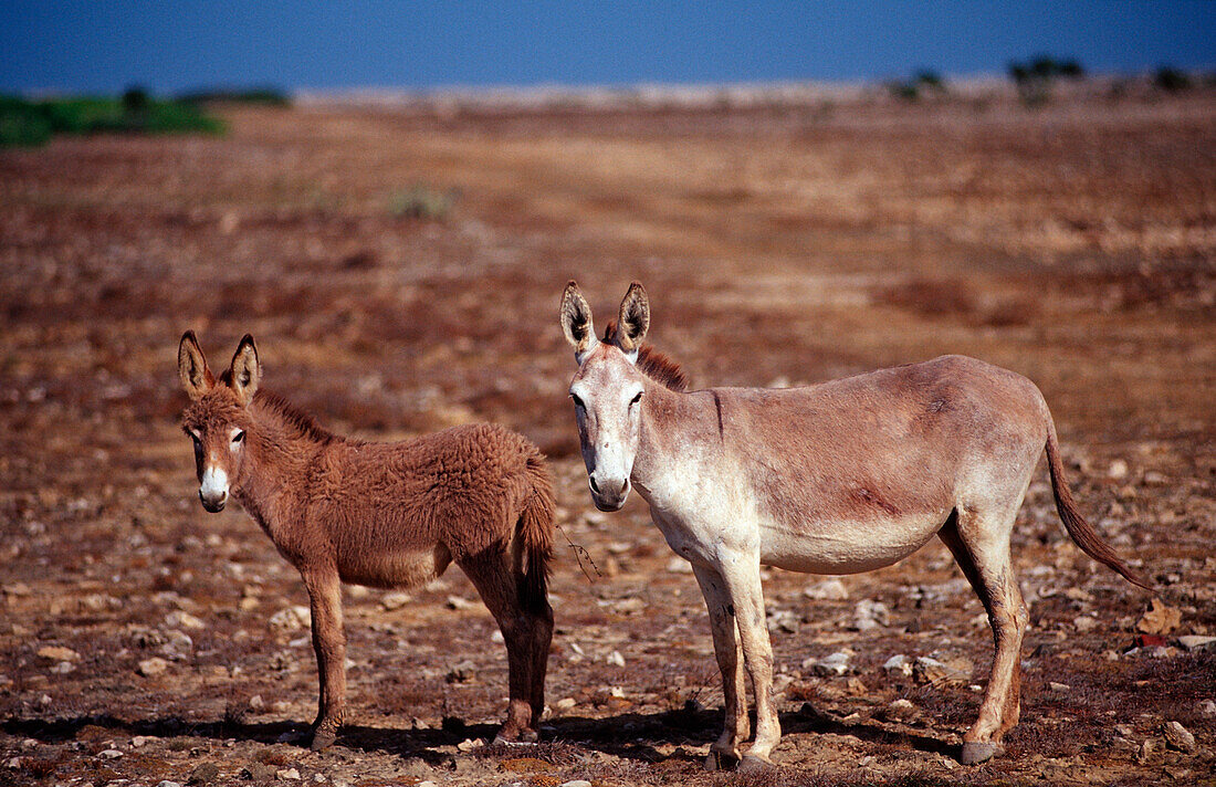 Wilde Esel, Niederlaendische Antillen, Bonaire, Bonaire