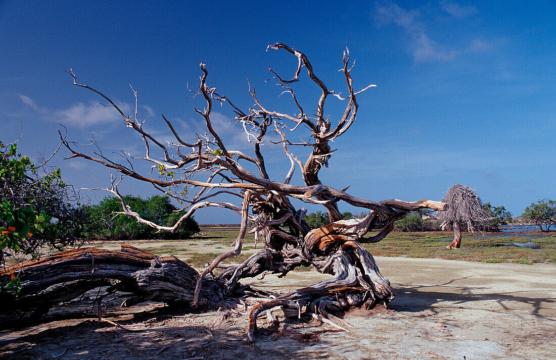 Abgestorbener Baum, Niederlaendische Antillen, Bonaire, Bonaire