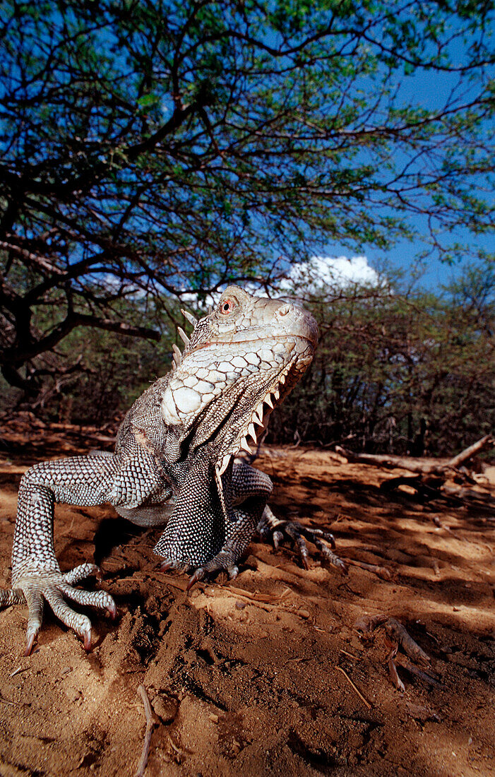 Gruener Leguan, Iguana iguana, Niederlaendische Antillen, Bonaire, Bonaire, Washington Slagbaai Nationalpark, Pos Mangel
