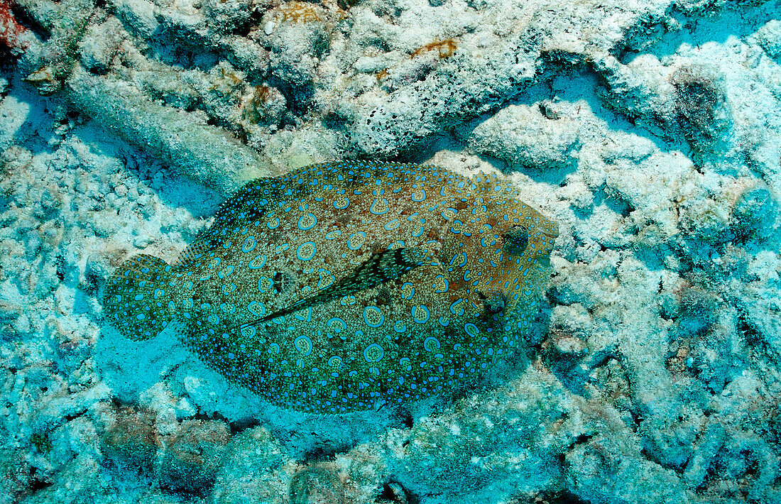 Pfauen-Butt, Bothus lunatus, Niederlaendische Antillen, Bonaire, Karibik, Karibisches Meer