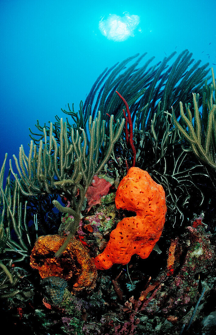 Colorful coral reef, Guadeloupe, French West Indies, Caribbean Sea