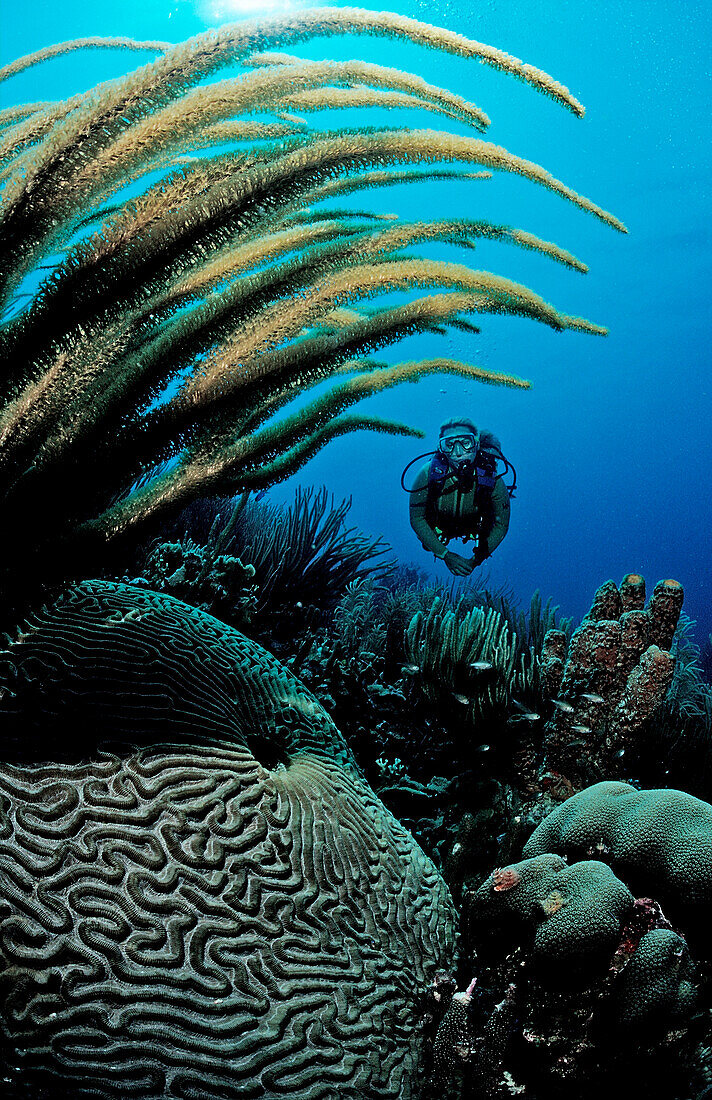 Scuba diver and coral reef, Netherlands Antilles, Bonaire, Caribbean Sea