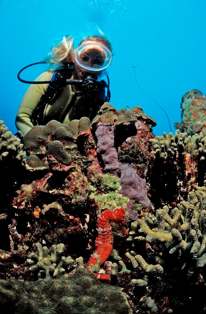 Scuba diver and Longsnout Seahorse, Hippocampus reidi, Netherlands Antilles, Bonaire, Caribbean Sea