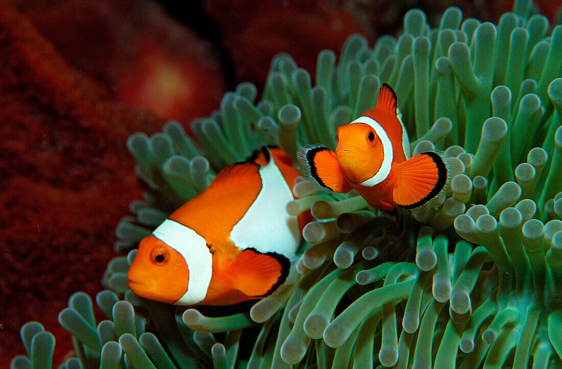 Zwei Orange-Ringel-Anemonenfische, Amphiprion ocellaris, Indonesien, Bali, Indischer Ozean
