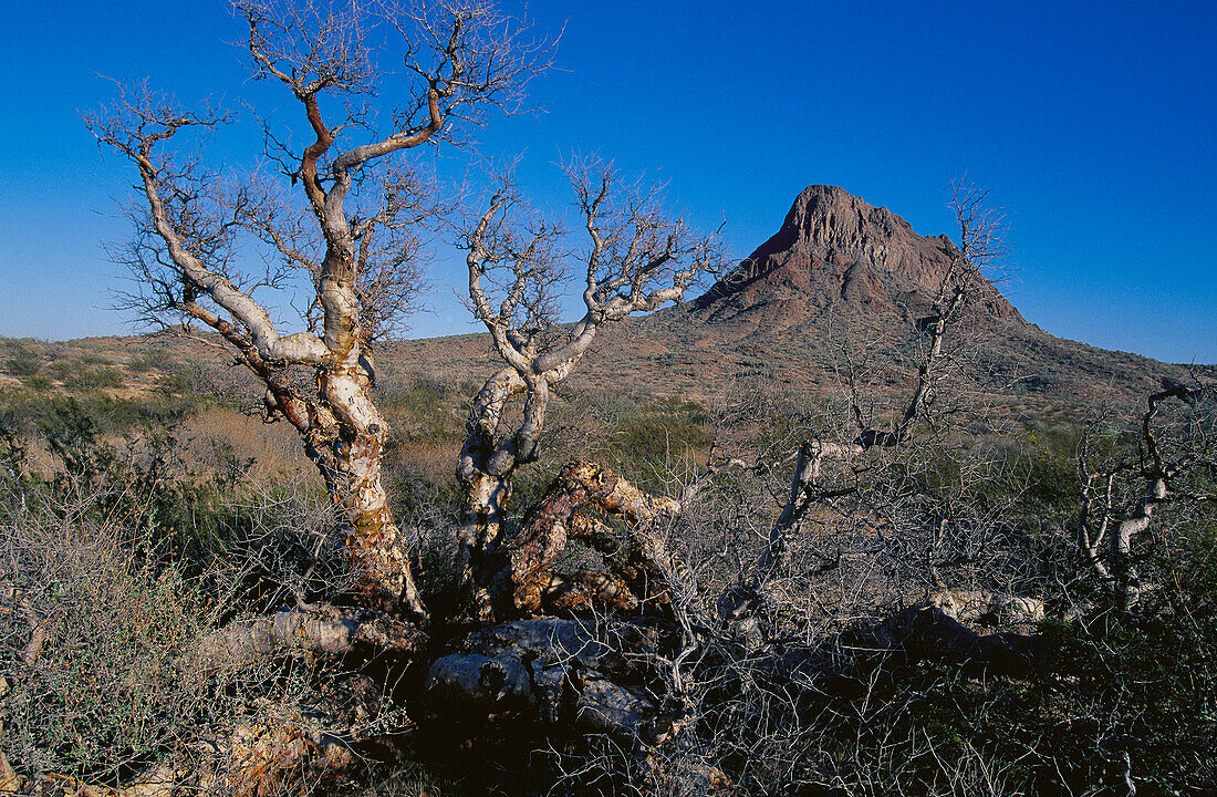 Santa Clara peak and Elephant Tree (Bursera microphylla). Baja California. Mexico