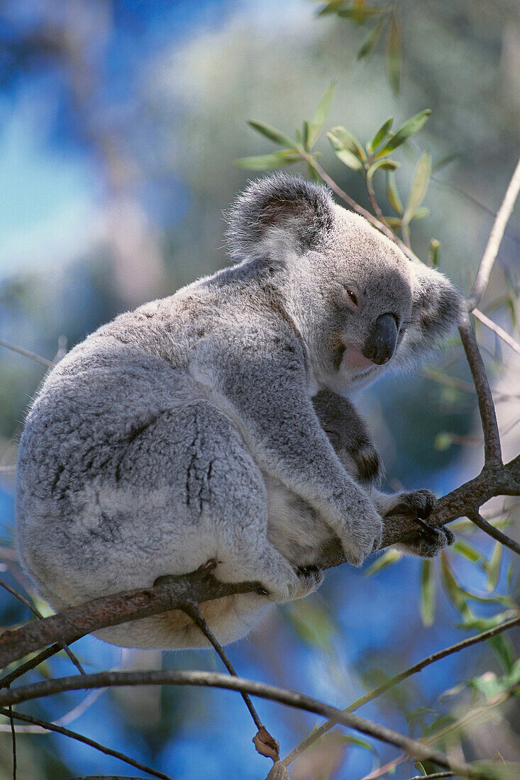 Koala (Phascolarctos cinereus), captive. Australia