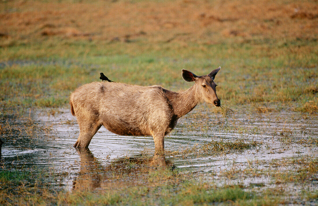 Sambar Deer (Cervus unicolor). India