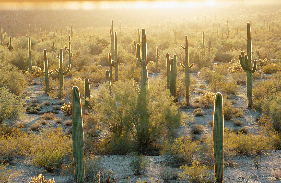 Saguro Cactus (Cereus giganteus). Chihuahuan Desert. Mexico