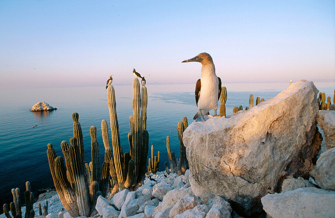 Blue-footed Booby (Sula nebouxii excisa) in San Pedro Martir Island. Gulf of California