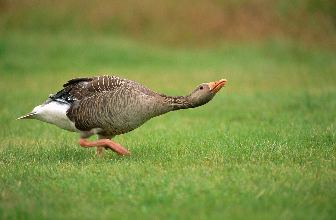 Greylag Goose (Anser anser) Iceland