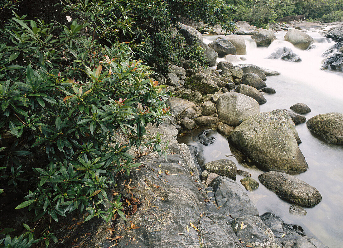 Daintree National Park. Queensland. Australia.