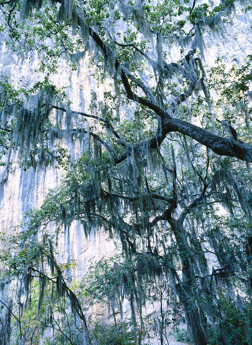 Huasteco Canyon. Cumbres de Monterrey … – License image – 70163692 ...