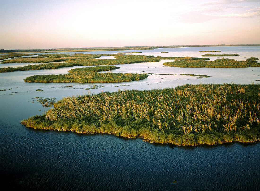 Tampico wetlands. Tamaulipas. Mexico.