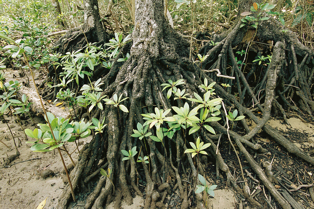 Mangroves. Daintree National Park. Queensland. Australia.