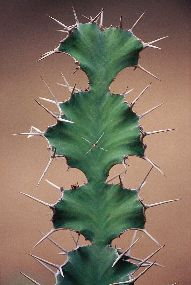 Rhino thorn (Euphorbia grandicornis). Ndumo Reserve. South Africa.