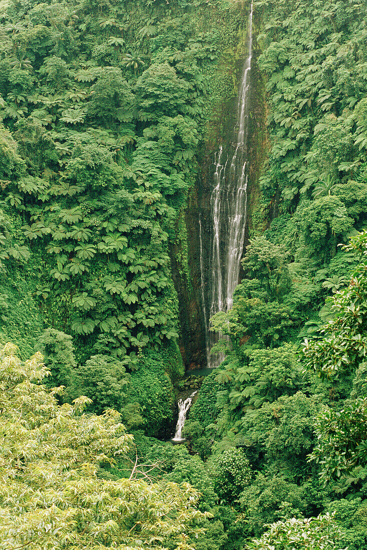 Tropical forest. Samoa Island. Southwestern Pacific.