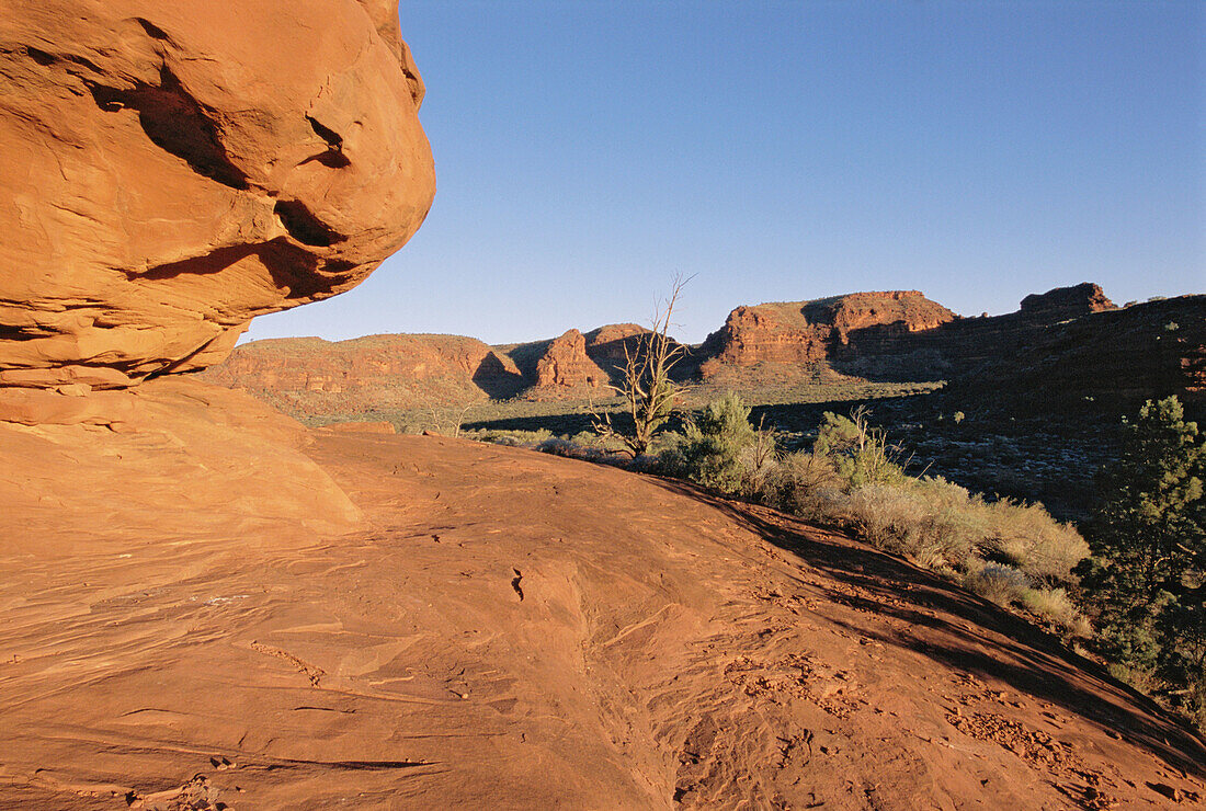 Alice s Springs desert. Australia.