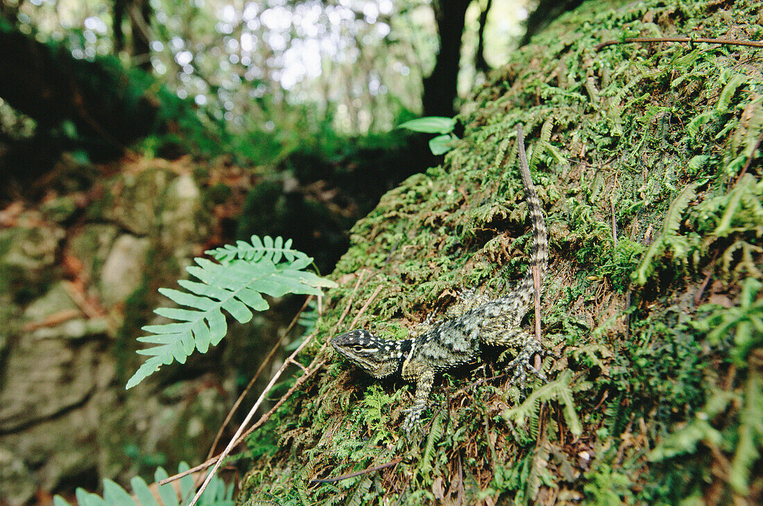 Spiny lizard (Sceloporus sp.). El Cielo Reserve. Tamaulipas. Mexico.