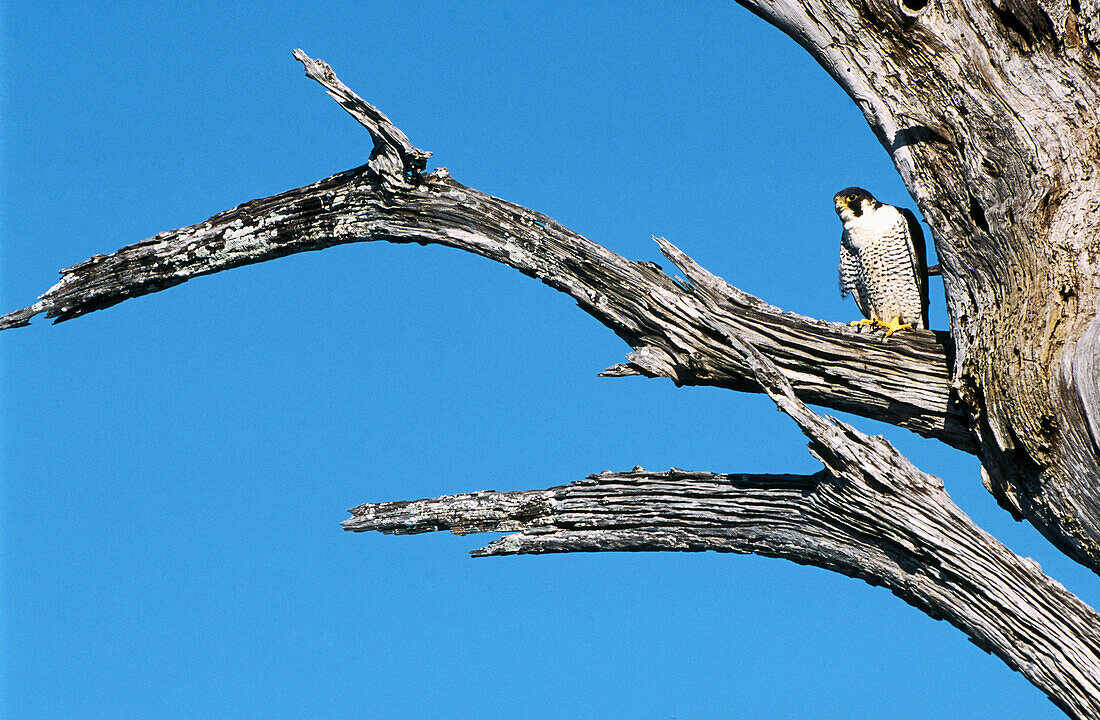 Peregrine falcon (Falco peregrinus). Tamaulipas. Mexico.