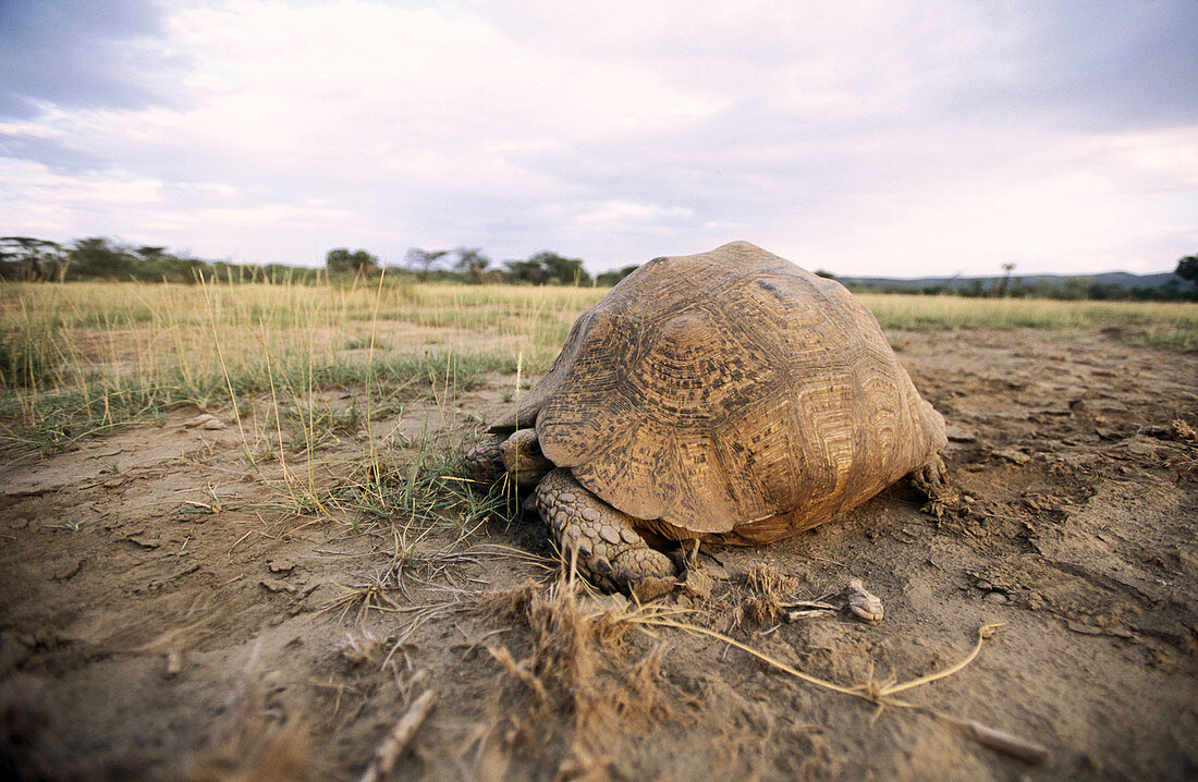 Leopard tortoise (Geochelone pardalis). Awash National Park. Ethiopia.