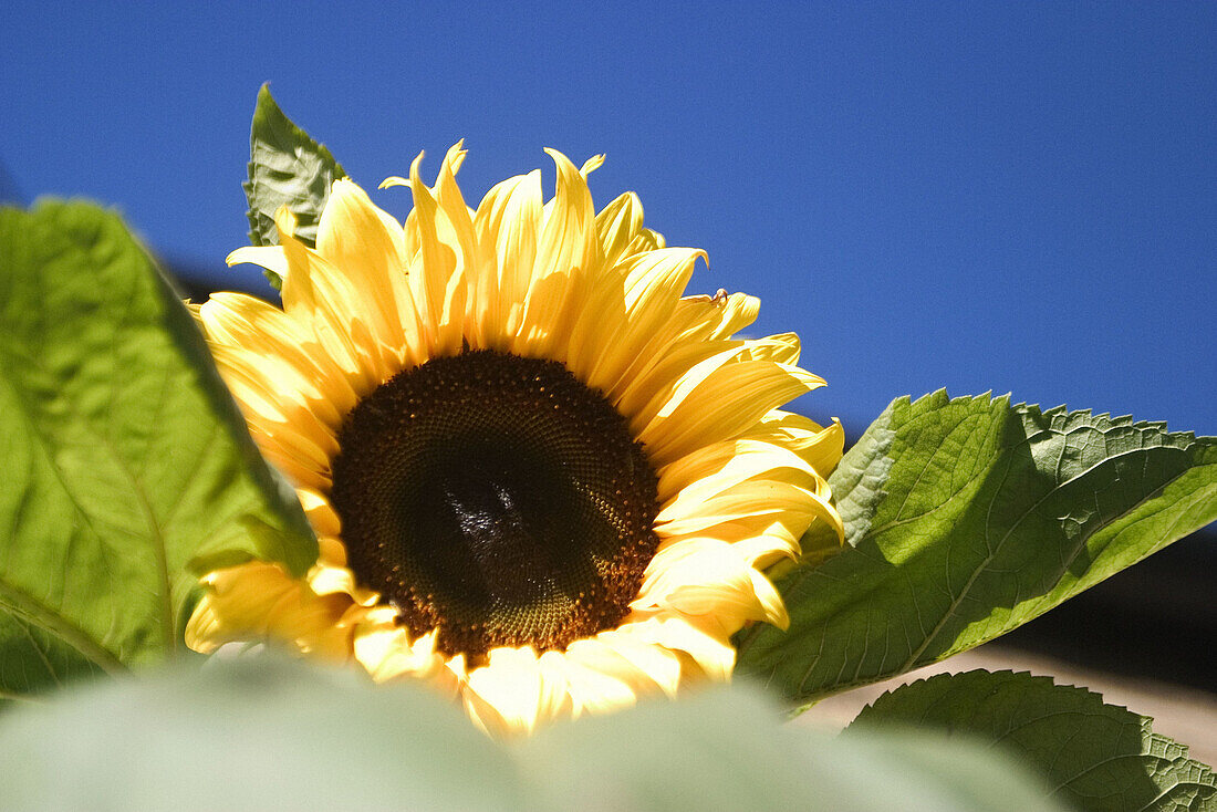 Close up of sunflower, blue sky behind