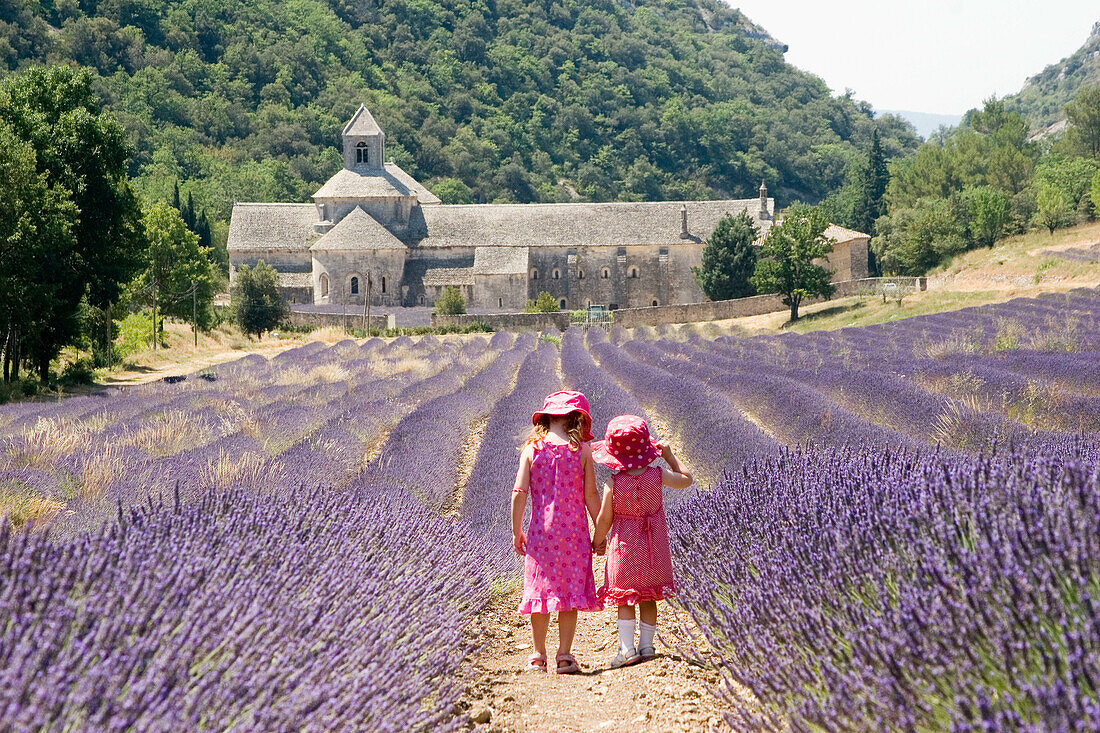 2 and 4 year old sisters, standing with their backs to camera in a field of lavender, Provence, France
