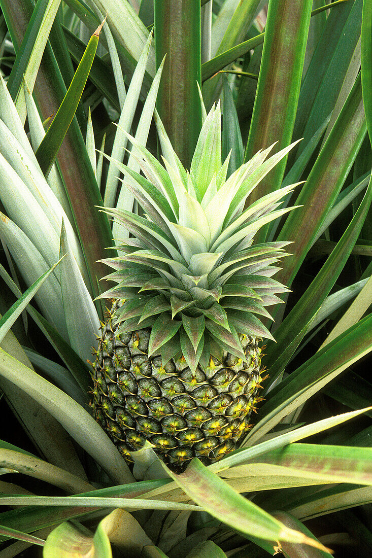  Agriculture, Aliment, Aliments, Botany, Close up, Close-up, Closeup, Color, Colour, Crop, Crops, Daytime, Delicious, Exterior, Farming, Food, Fruit, Fruits, Green, Leaf, Leaves, Lush, Luxuriant, Nature, Nourishment, Outdoor, Outdoors, Outside, Pineapple,
