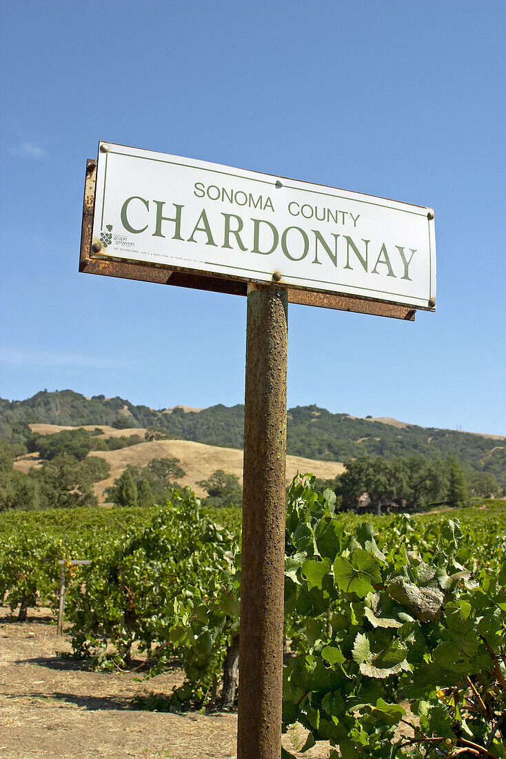 Chardonnay sign, rows of vines in vineyard. Sonoma County. California, USA