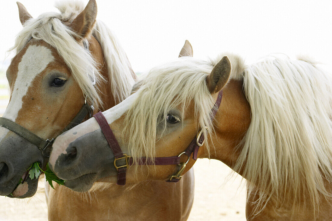 Haflinger horse, used by Amish for riding and driving, one horse with leaves in mouth, other horse try to take. Arthur. Illinois, USA