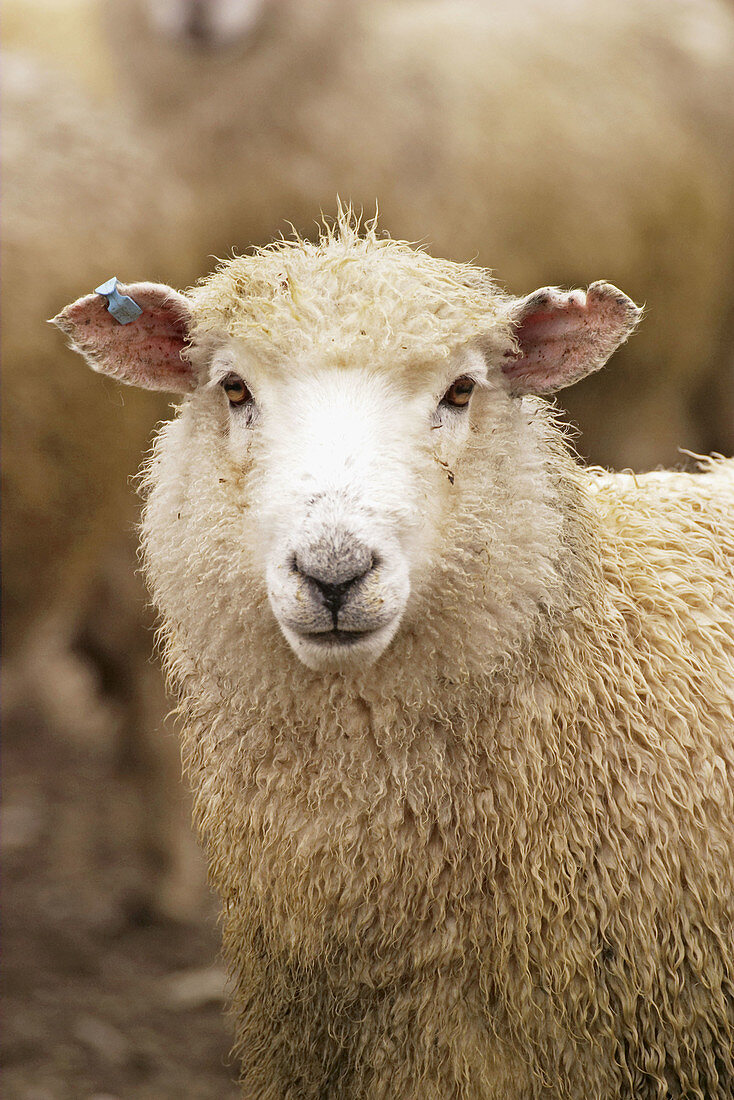 Ewe portrait. Atholl. New Zealand