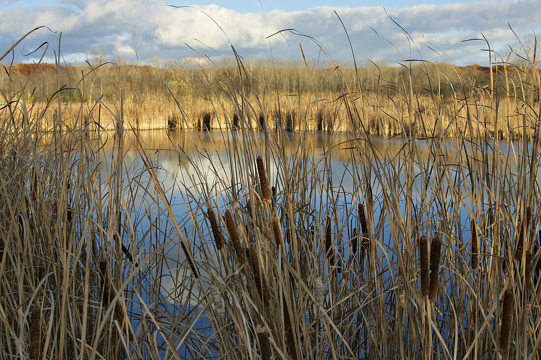 PRESERVES. Vernon Hills, Illinois. Cattails surround pond at Half Day Forest Preserve, small lake in late fall