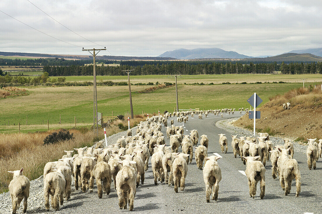 New Zealand. South Island. Flock of sheep being moved between pastures, walk down asphalt road, view from rear of flock, curve in rural road, mountains in distance