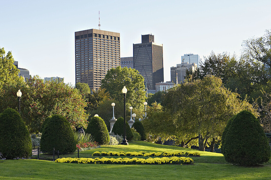 Massachusetts, Boston, Flower beds and plantings in Boston Common, downtown highrise buildings in distance