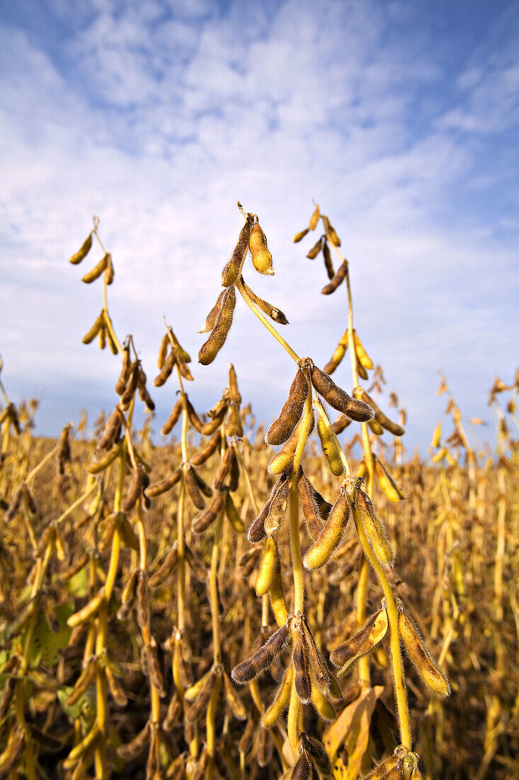 Wisconsin, Kenosha County Soybeans ready for harvest in midwest field, bean pods against sky, agriculture