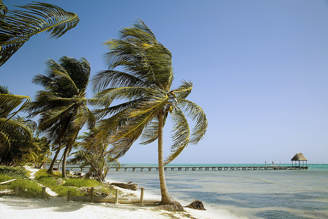 BELIZE Ambergris Caye Path along beach, palm trees along shore, wooden docks extend into water, northern coast of island