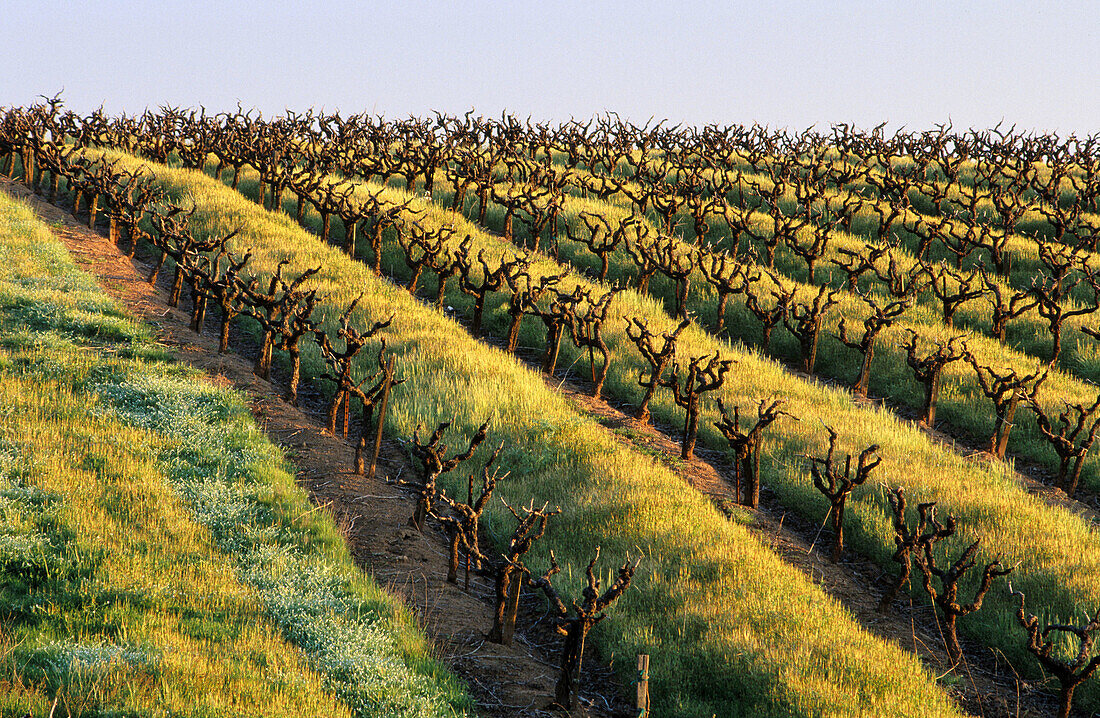 Vineyard. Shenandoah Valley. Amador County, California. USA.