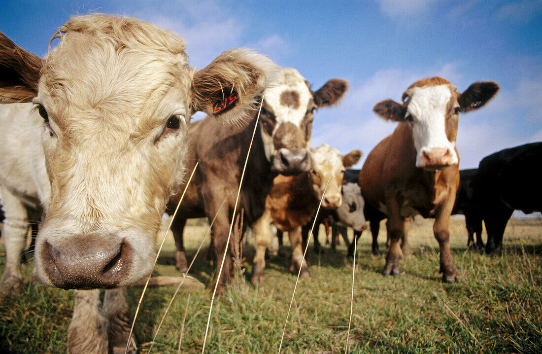 Curious cows. Southern Nebraska. USA.