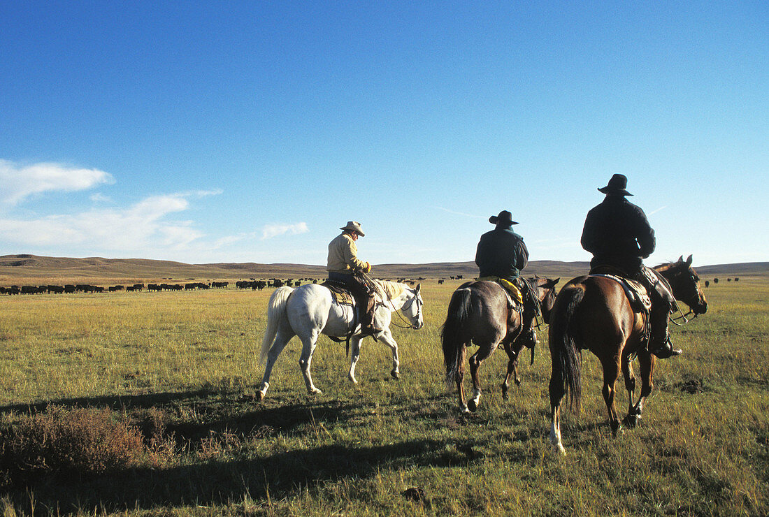 Cowboys on horses at cattle round up time. Nebraska. USA.