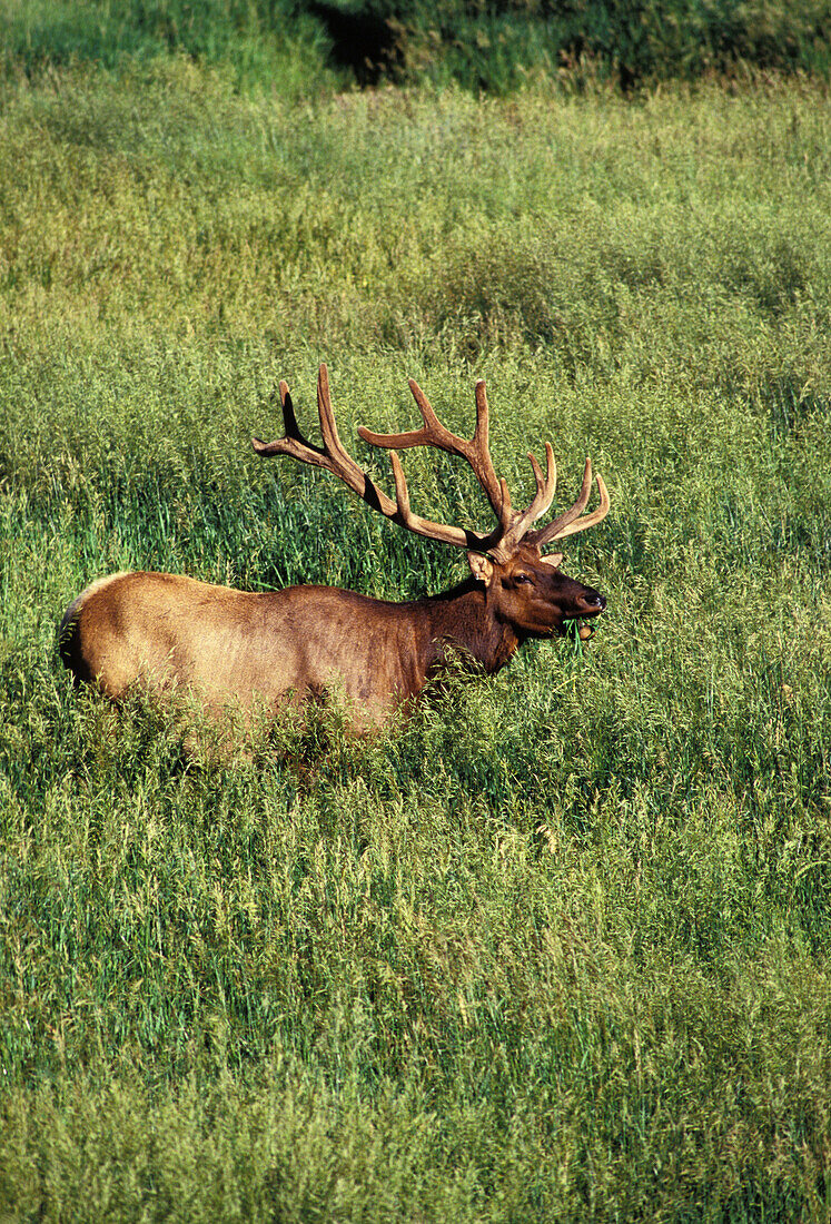Elk. Wyoming. USA.