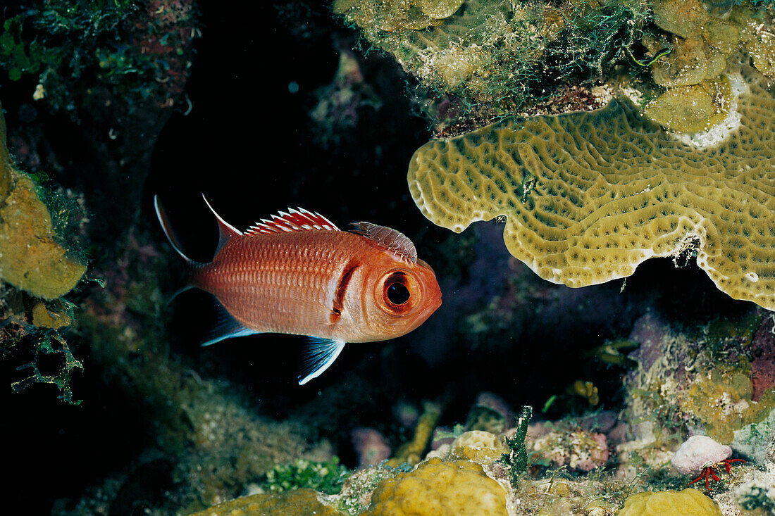 Blackbar Soldierfish (Myripristis jacobus) with parasitic isopod (Anilocra laticaudata). Cayman Islands