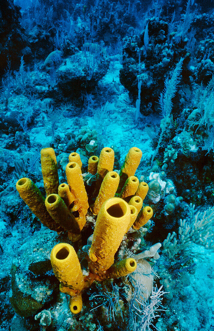 Yellow tube sponges (Aplysina fistularis). Grand Cayman. Cayman Islands. Caribbean