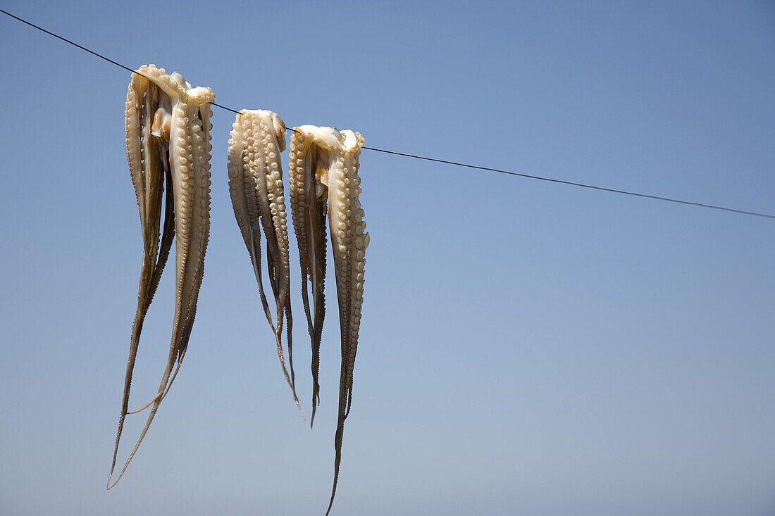 Octopus drying in the sun for a favorite Kalymnos dish. Kalymnos. Greece.