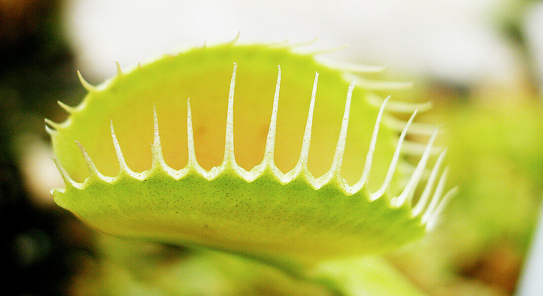 Carnivorous plant