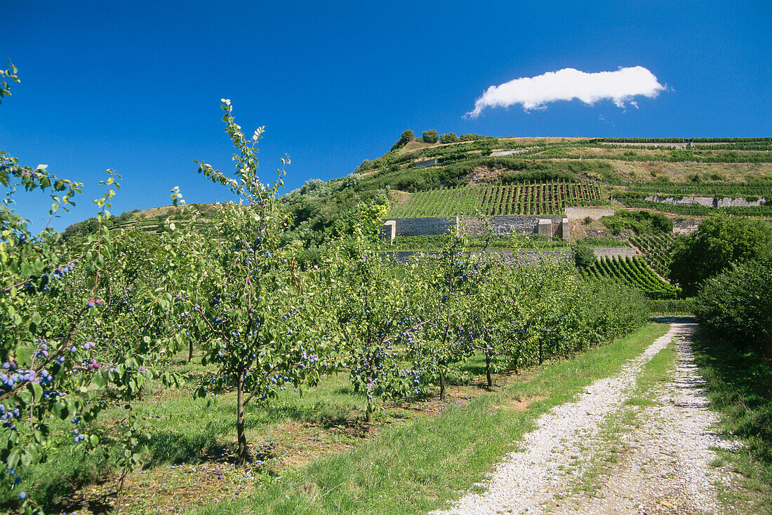 Vineyard Winklerberg, Ihringen, Baden-Wurttemberg, Germany