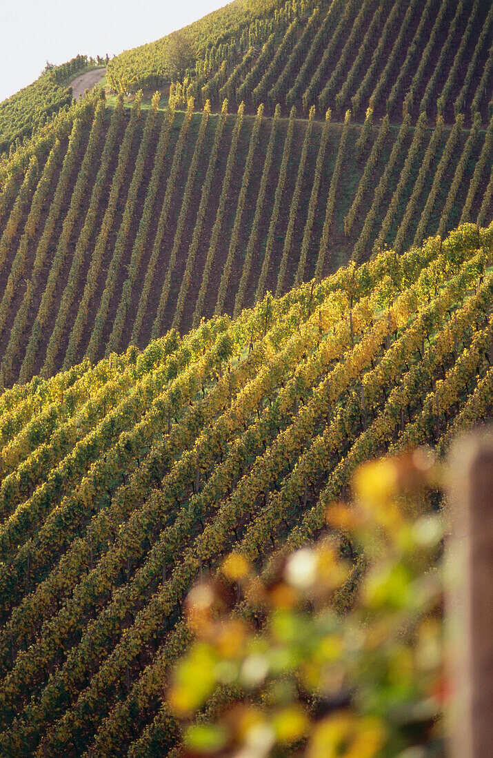 Weinberg Plauelrain, Durbach, Baden-Württemberg, Deutschland